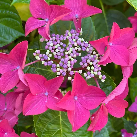 Дом отдыха La Charretterie, Cosy A 800 M De La Jardin Exceptionnel By Maison Melchior Фламанвиль